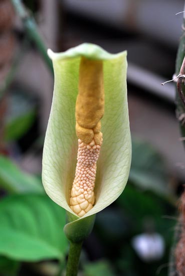 Tình yêu cây cỏ ĐV2 - Page 60 Amorphophallus-albus-3