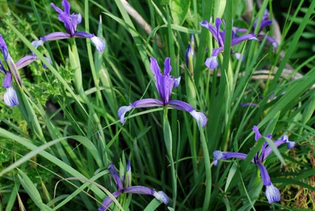 Semis d'Iris Iris-sintenisii-2