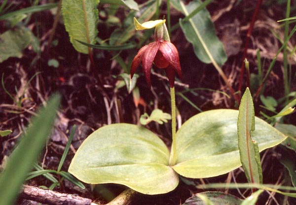 Hoa gieo tứ tuyệt 3 - Page 14 Cypripedium-palangshanense