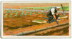 24 Lost Gardening Tips from 100 Years Ago  16