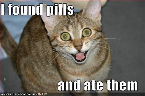 xD Funny Lolcats 19264d1241208598-cute-cats-lolcat-funny-picture-found-pills-ate-eat