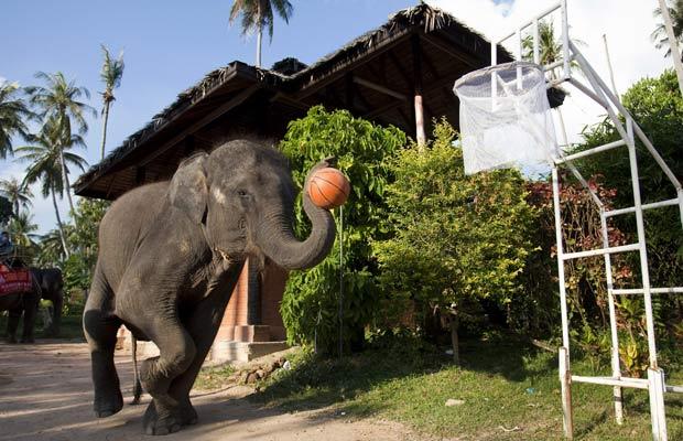 تصاویری از بازی بسکتبال فیل ها در تایلند 125603_886
