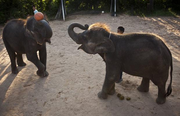 تصاویری از بازی بسکتبال فیل ها در تایلند 125604_651