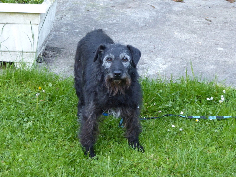 MEDITZA, F-X schnautezr 8 ans - Asso Galia à Fontenay le Comte (85) Meditza-2