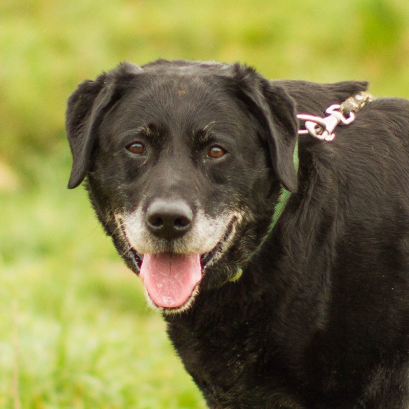 CHIKY - labrador noir 12 ans cherche FAMILLE D'ACCUEIL ou adoptant - Asso Galia à Fontenay le Comte (85) Chiky-28-02