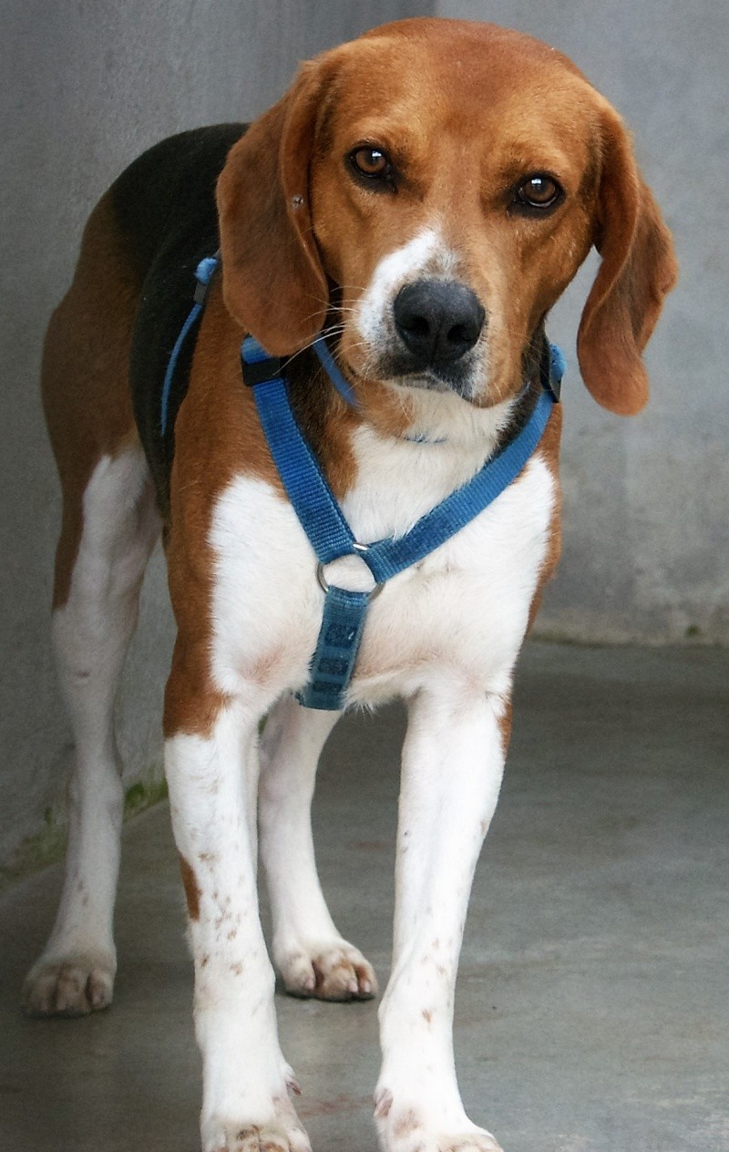 IGLO - beagle 3 ans - Asso Galia (85) Iglo