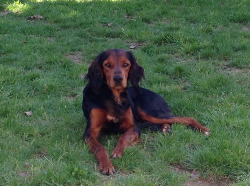 JAROUK - x setter gordon 4 ans - Asso Galia à Fontenay le Comte (85) Jarouk