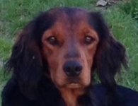 JAROUK - x setter gordon 4 ans - Asso Galia à Fontenay le Comte (85) Jarouk