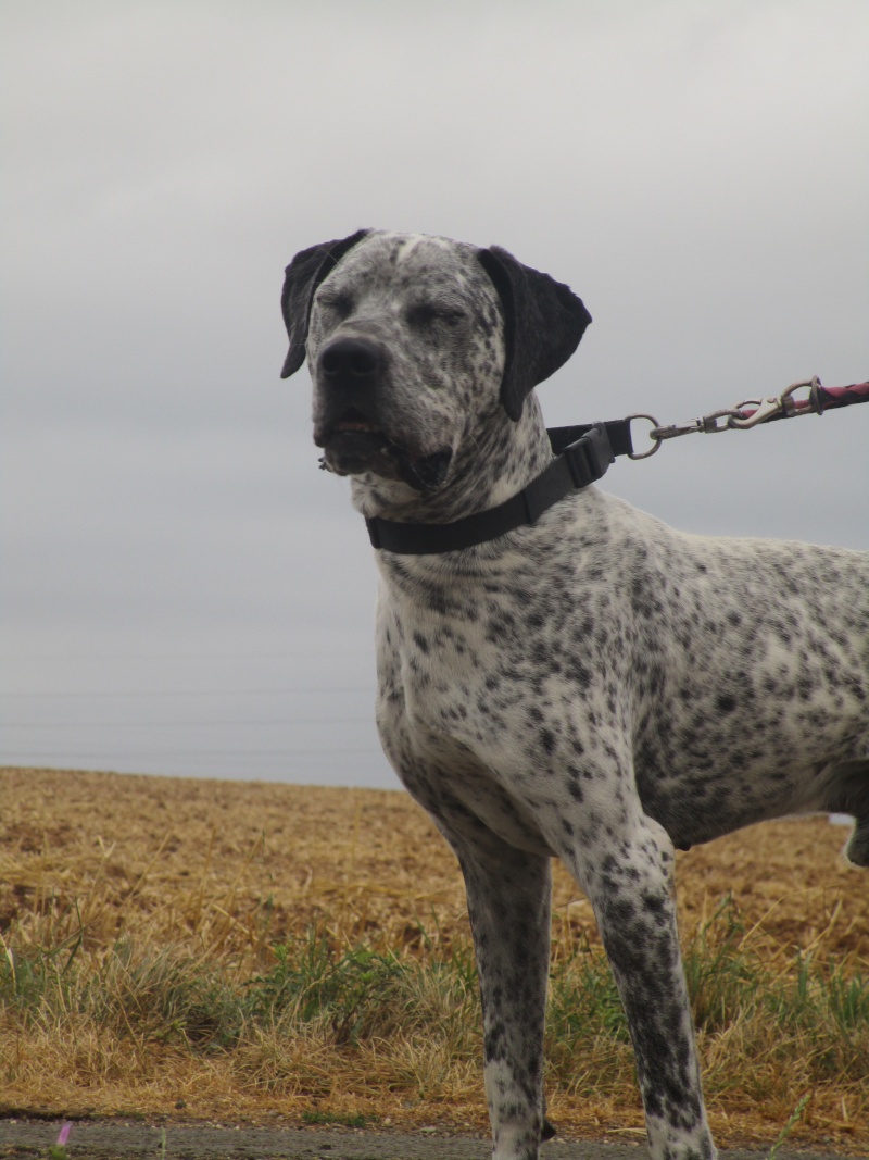 JOBAR - x braque du Bourbonnais 3 ans - Asso Galia (85) Jobar5