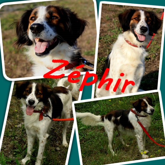 ZEPHIR - x epagneul 6 ans - en FA - Asso Galia (85) Zephir