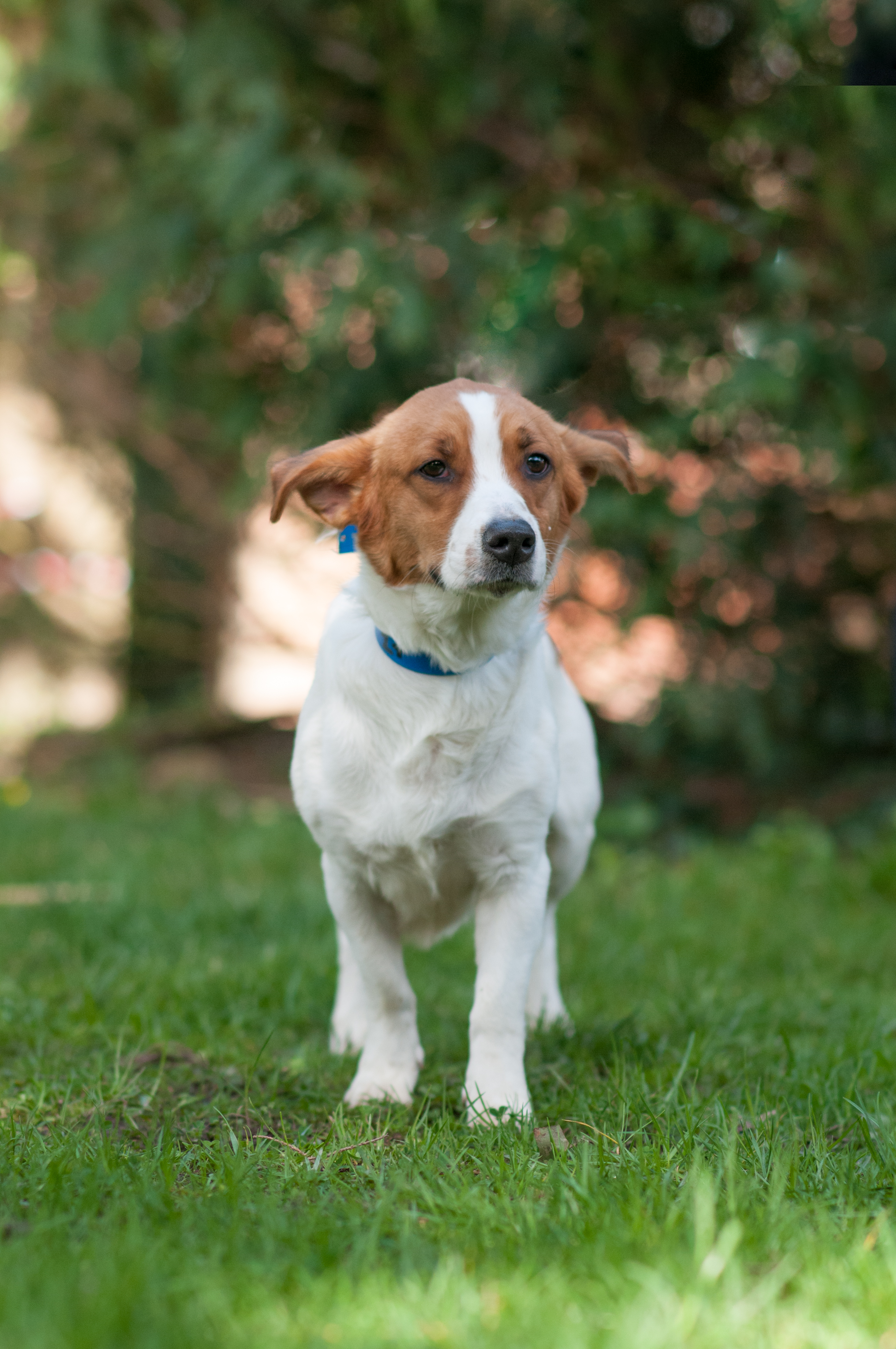 DIEGO -x jack russel/welsh corgi 2 ans - Refuge des Orphelins à Aubay sur Odon (14) DSC0324