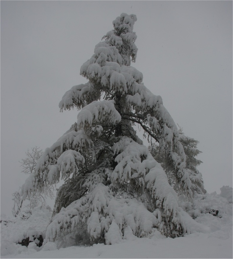 Giornata meteo domenica 8 novembre 2009 Neve_cdf_8_novembre