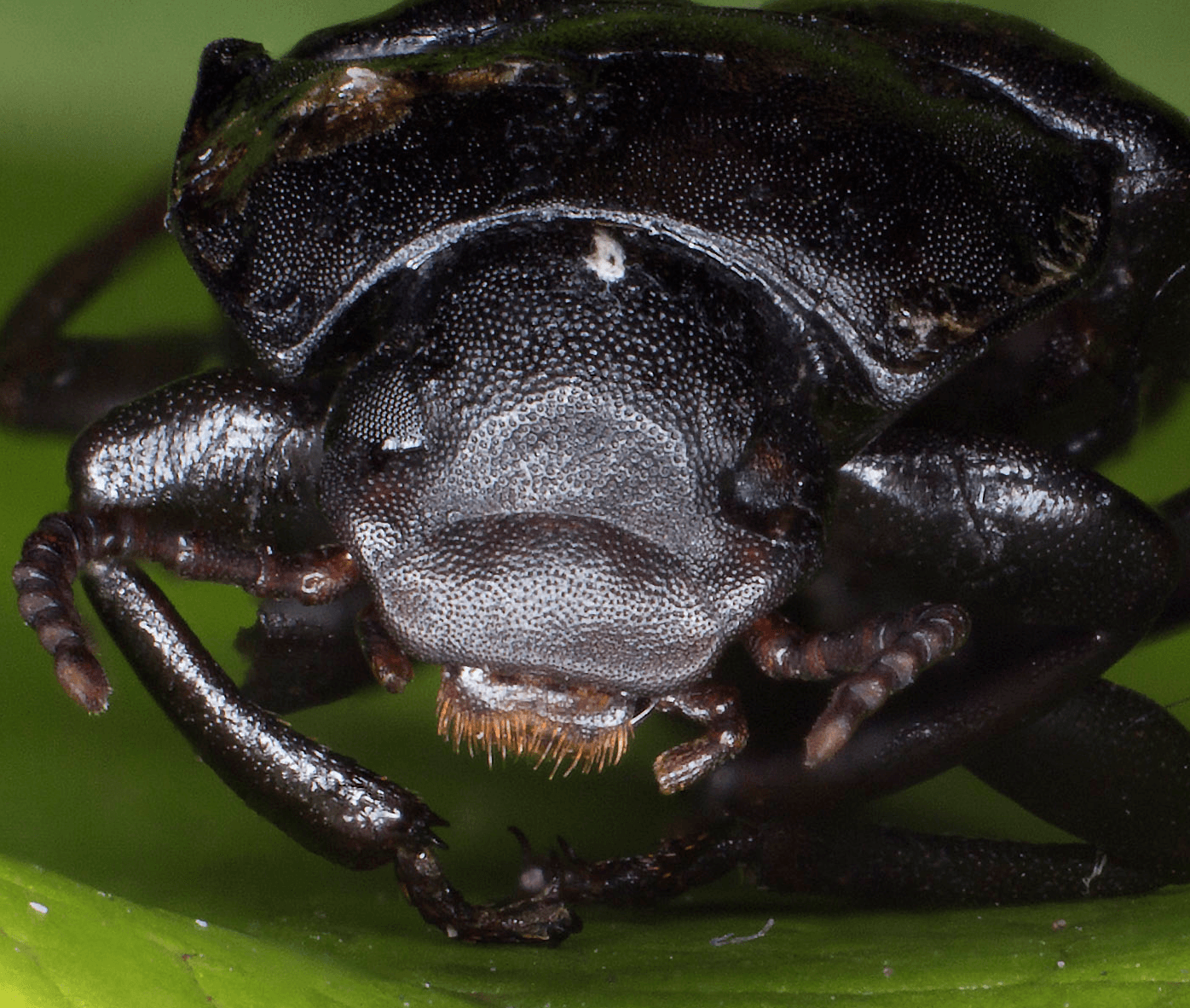 Focus stacking macro avec TZ100 et bonnette Voila_Capture157