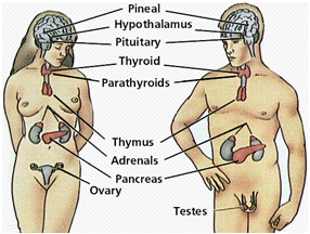 Προς τον aorato nao και την Αιθηρόη. - Σελίδα 3 HUMAN_BODY_2