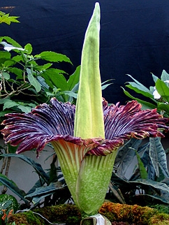 Une fleur gante attire les foules  Bruxelles Amorphophallus-titanum-nmh