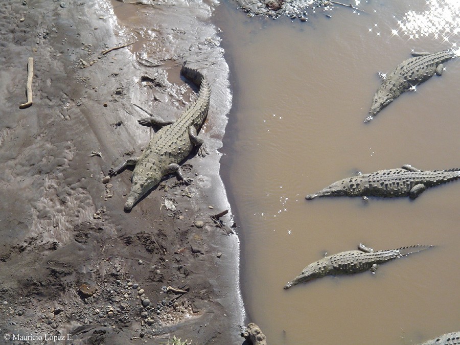 ¡¡¡Ya Volvió el Rincón!!! Ya Volvió. - Página 2 Cocodrilos_tarcoles_0