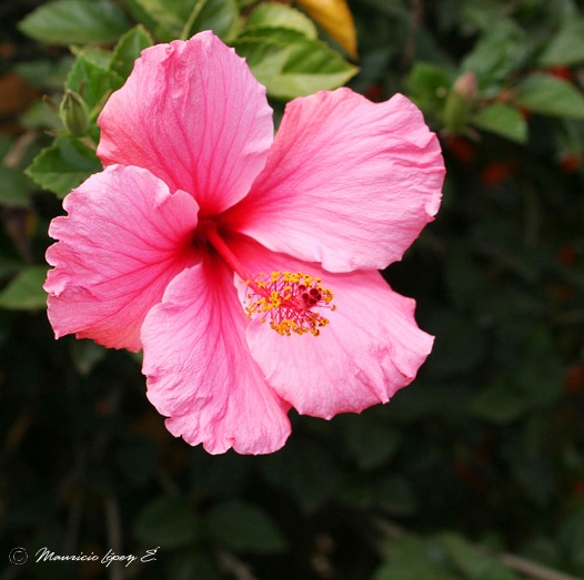 Negro Aullido (Alexandra Russell) - Página 2 Flor_con_35mm_1_0