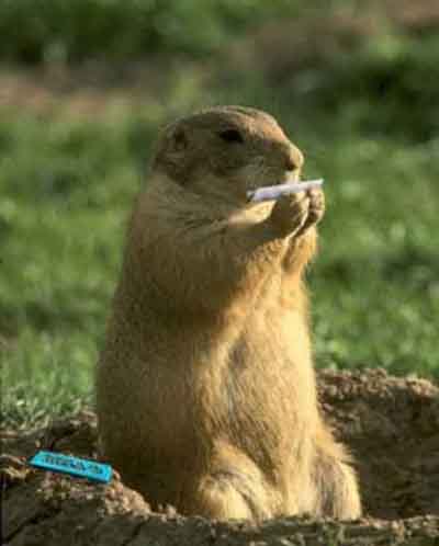 Donne moi la photo que je demande.... Marmotte