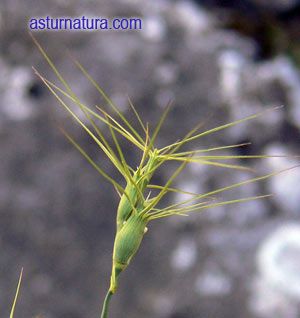 Aegilops geniculata Aegilops-geniculata-2