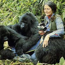 Roditelji djeteta zbog kojeg su ubili gorili su (naravno) crnci - Page 2 Dianne-fossey-rwanda-gorilla