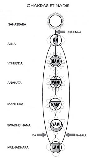 LES NADIS Chakras-tous1