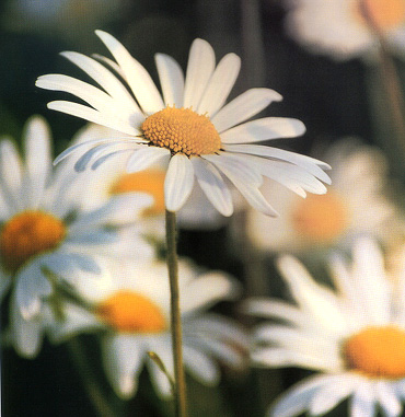 Le jardin Marguerites