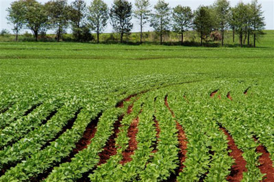 Usina de Trabalho Sustentabilidade-na-Agricultura