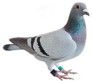 le pigeon voyageur photo de pigeon voyageur . video de pigeon voyageur Pigeon