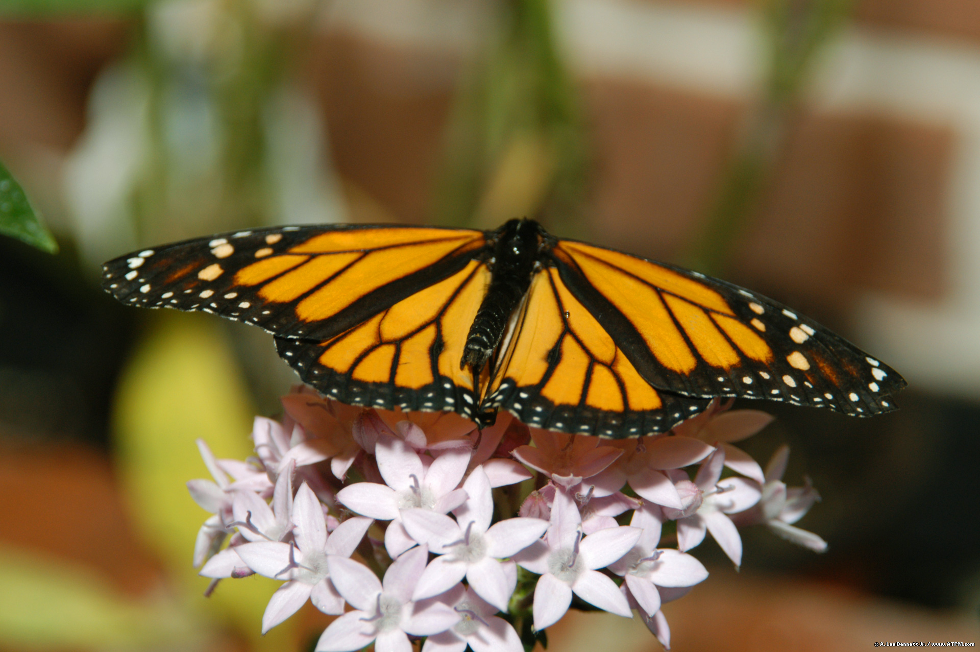 لاني اعشق الفراشات Butterflies-2