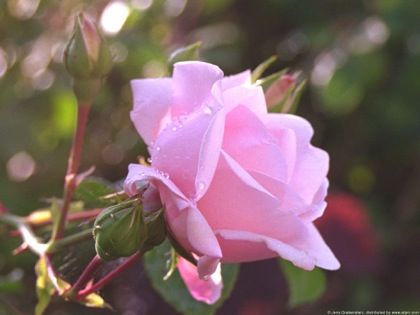 فوائد ماء الورد ،،، Rose-close-up-420