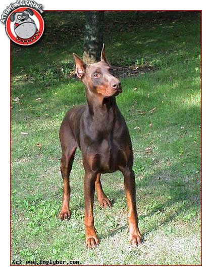 photo de mon petit monde Dobermann-02