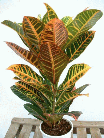 نبات الكروتن 7a9ed34b07