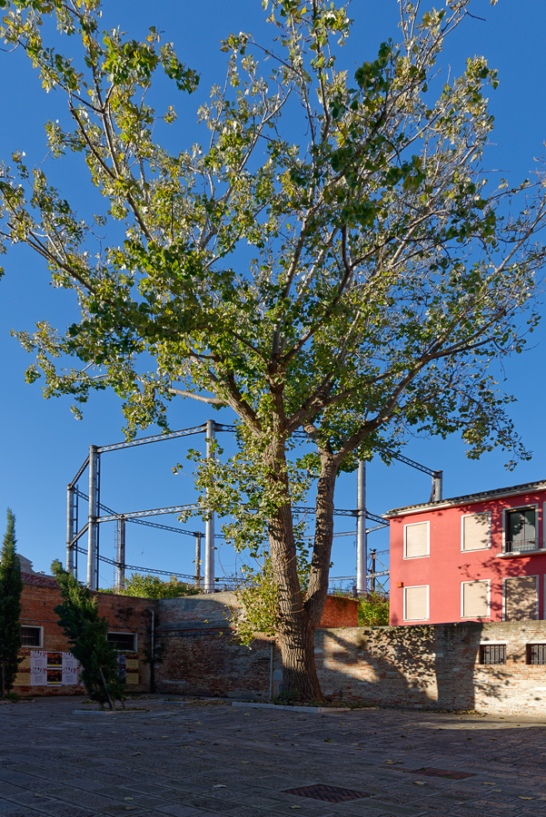 comme un arbre dans la ville... _DSC1400_DxO