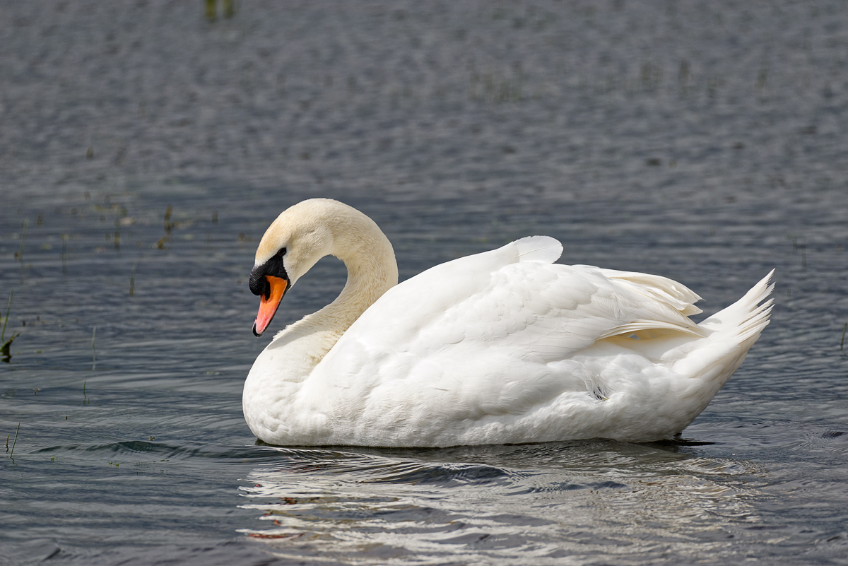 juste un cygne _DSC4923_DxO