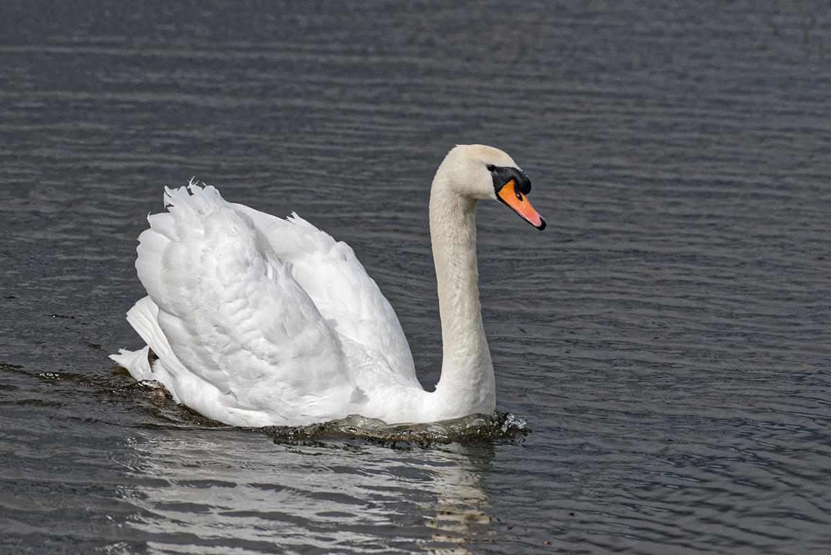 juste un cygne _DSC4972_DxO