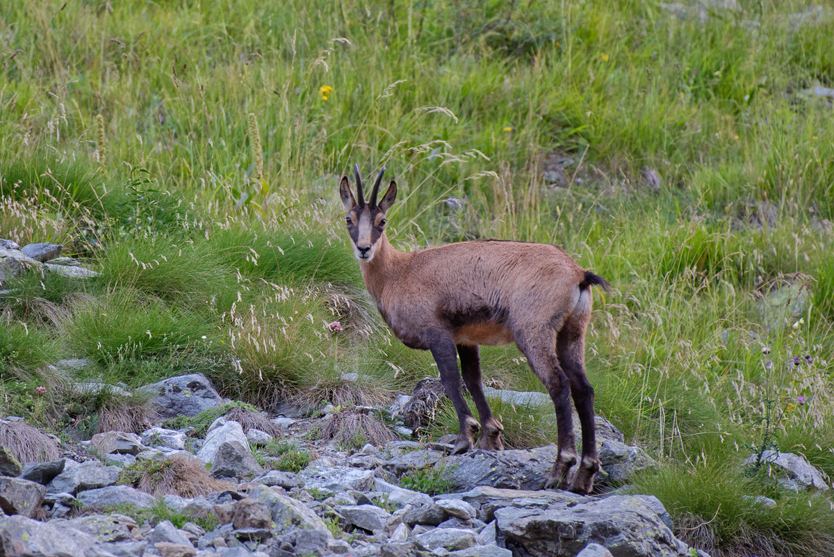 rencontre matinale _DSC6702_DxO