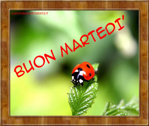 BUONGIORNO FORUM!!!!  Saluti lampo - Pagina 9 Martedi_coccinella