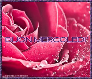 BUONGIORNO FORUM!!!!  Saluti lampo - Pagina 11 Mercoledi_rosa