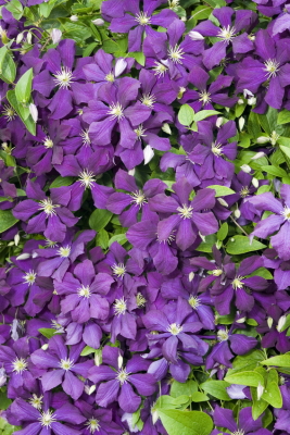 Bonjour à tous... Clematite