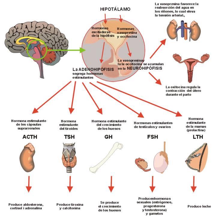 endocrino-nutrition