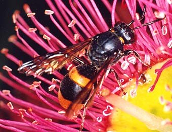 Otro ejemplo de mimetismo, avispas, moscas y escarabajos Wasp-mimic-bee
