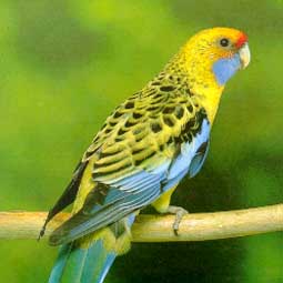 طائر   الروزيل Yellow%20Rosella