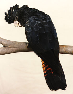 ( طائر الكوكاتو الاسود )   Black%20cockatoo