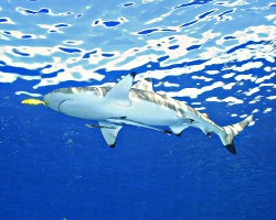 Points noires dans la mer. Remora-suckerfish-sharksucker-02