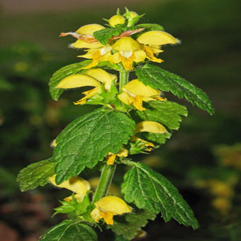 les fleurs du printemps 2014 Plante%20Lamium%20galeobdolon%20-%20%20Lamier%20jaune