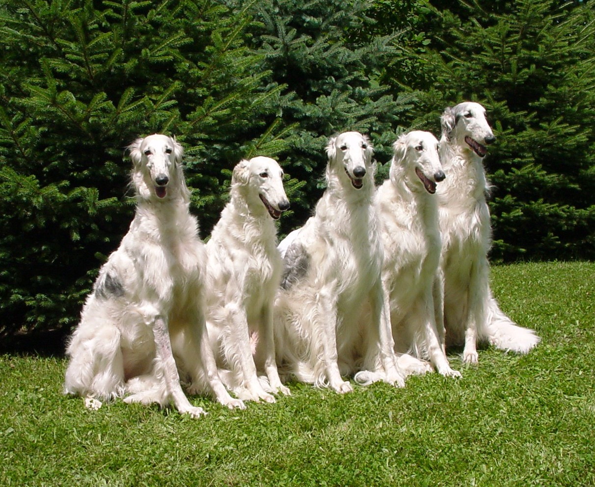 Ruski hrt,  Borzoi, Russian wolfhound, RUSSKAYA PSOVAYA BORZAYA - Page 2 Mambokids