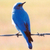 AwAtArI .... Blue-Bird