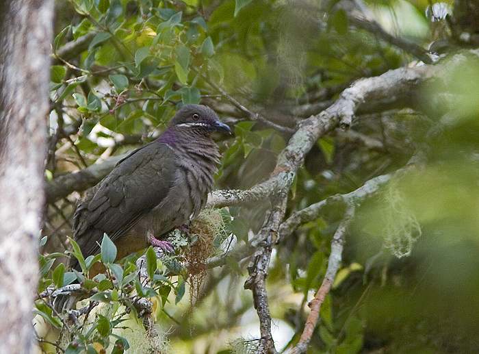 Tortora bruna guancescure (Phapitreron cinereiceps) Amethyst-Brown-Dove_Luzon07