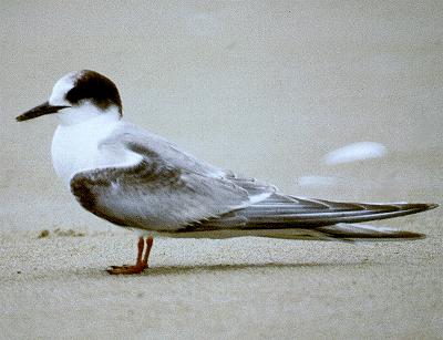 EL ANIMAL QUE DA MAS VUELTAS A LA TIERRA 219