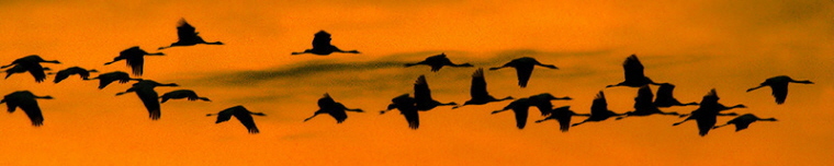 Aves de Portugal Banner01